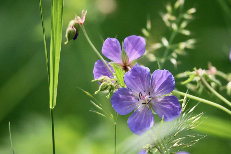 meadow-cranes-bill-Geranium pratense-vlinderplanten-voor-inheemse-soorten